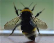 bumble bee DoF