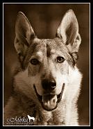 My Czechoslovakian wolfdog Ali