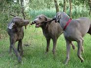 Tug of wood. 
2 slovakian rough haired pointers & a weimaraner.