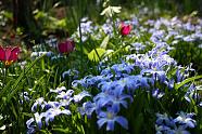 A macro shot of some blue flowers