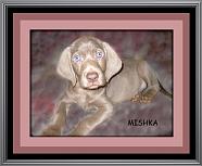 mishka 2007 
Slovakian Rough Haired Pointer puppy