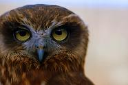 Boobook Owl, Ebbw Vale Owl Sanctuary.