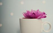flower in a mug