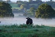 cow in the morning mists...