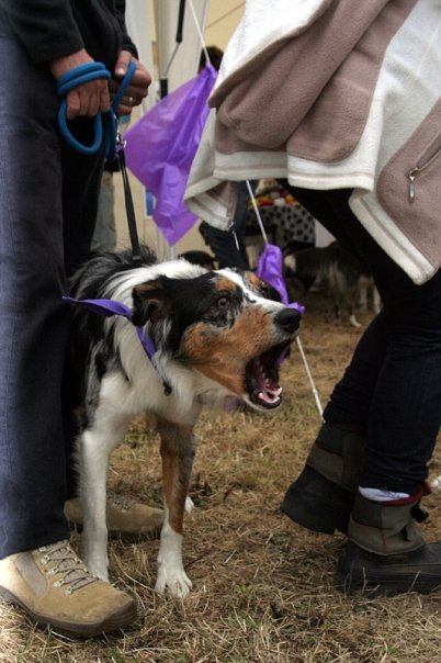 Collie cannon