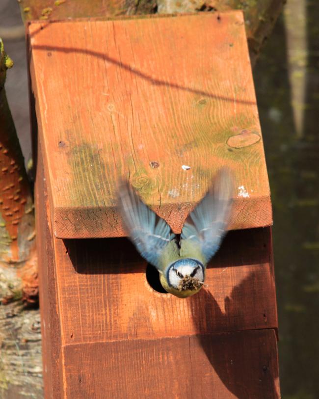 Mrs BlueTit 0546