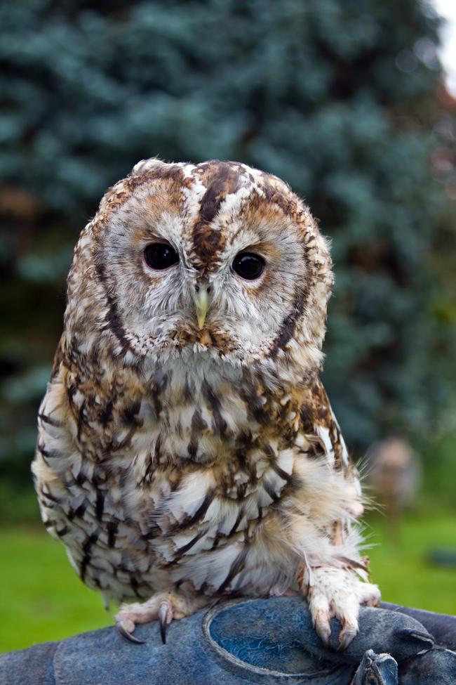 Got this little fellow at a RSPB show in Perth last Sep.