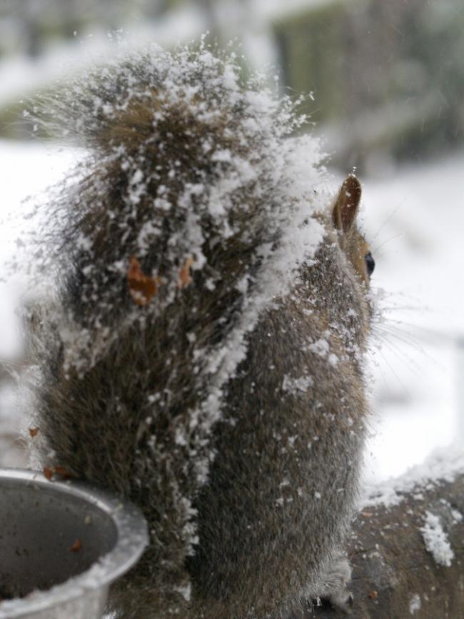 Grey Squirrel