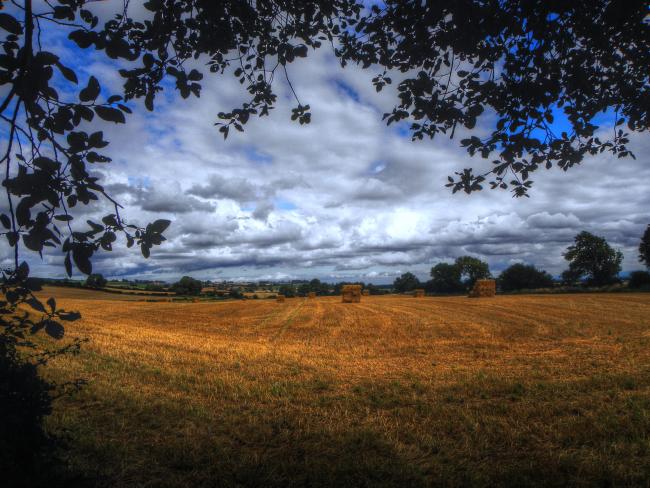 harvest festival