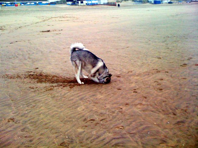 Jackson at Camber Sands 010