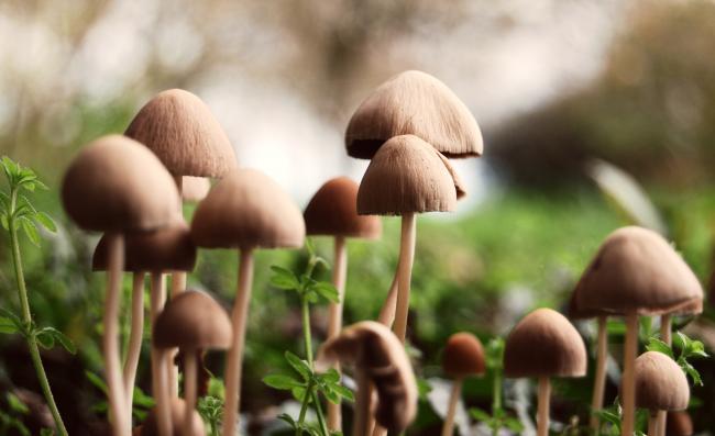 mushroom thingys