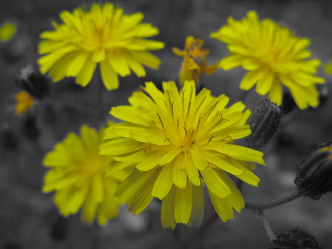 Yellow Colour Accent on a yellow flowered weed.