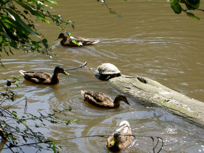 turtle and ducks