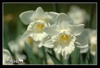 Dafodils