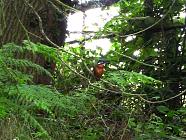 kingfisher. 22nd july. Taken with zoom.