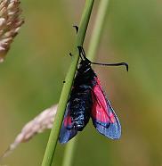 Underside of Five Spot Burnet