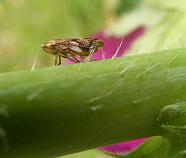 Still life and Macro