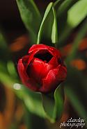tulip love