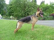 Female GSD