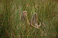 A pair of sunbating antlers...