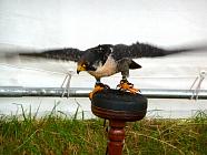 peraguin falcon