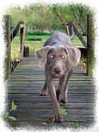 slovakian rough haired pointer