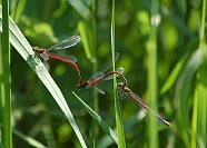 Large Red Damselfly