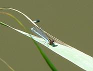 damselfly