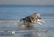 Czechoslovakian Wolfdog (mine)