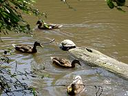 turtle and ducks