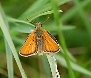 Type of Skipper