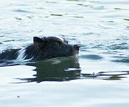 Wet puppy