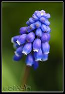 Grape Hyacinth