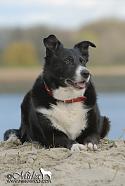 Old Border Collie