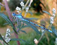 Damselfly