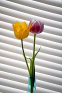 Tulips, near blinds.