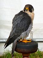 peregrine falcon