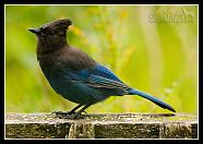 Stellers Jay