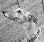 Female Greyhound
