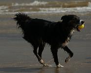 BC dog at the beach