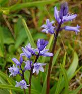 Bluebells