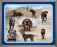 best beach collage of Mishka. Slovakian rough haired pointer.