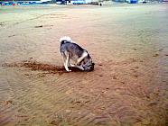 Jackson at Camber Sands 010