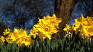 daffs