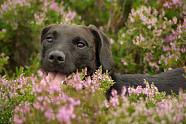 Shrek hiding in the heather, it was hard to photography him as he never sits still and is small in comparison to the other dogs