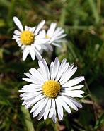 daisys