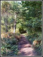 Woodland trail