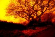 Burning Tree