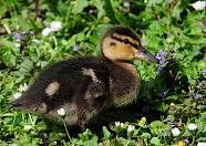 Mallard Duckling