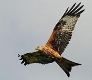 Red Kite